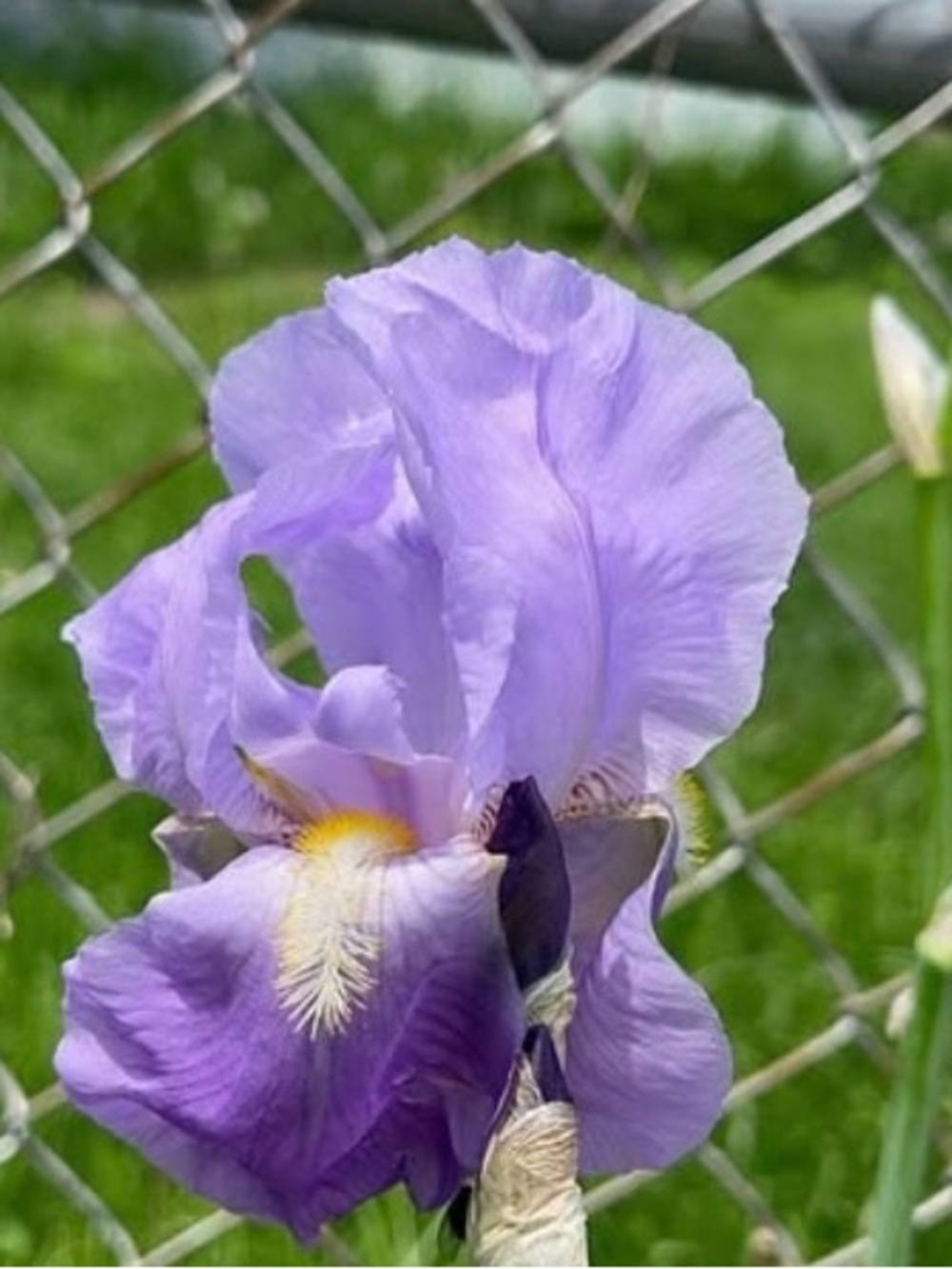 Purple Bearded Iris 5 for $20 large